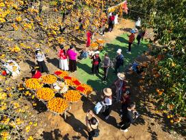 广西桂林：柿子迎丰收 满树枝头挂“灯笼”