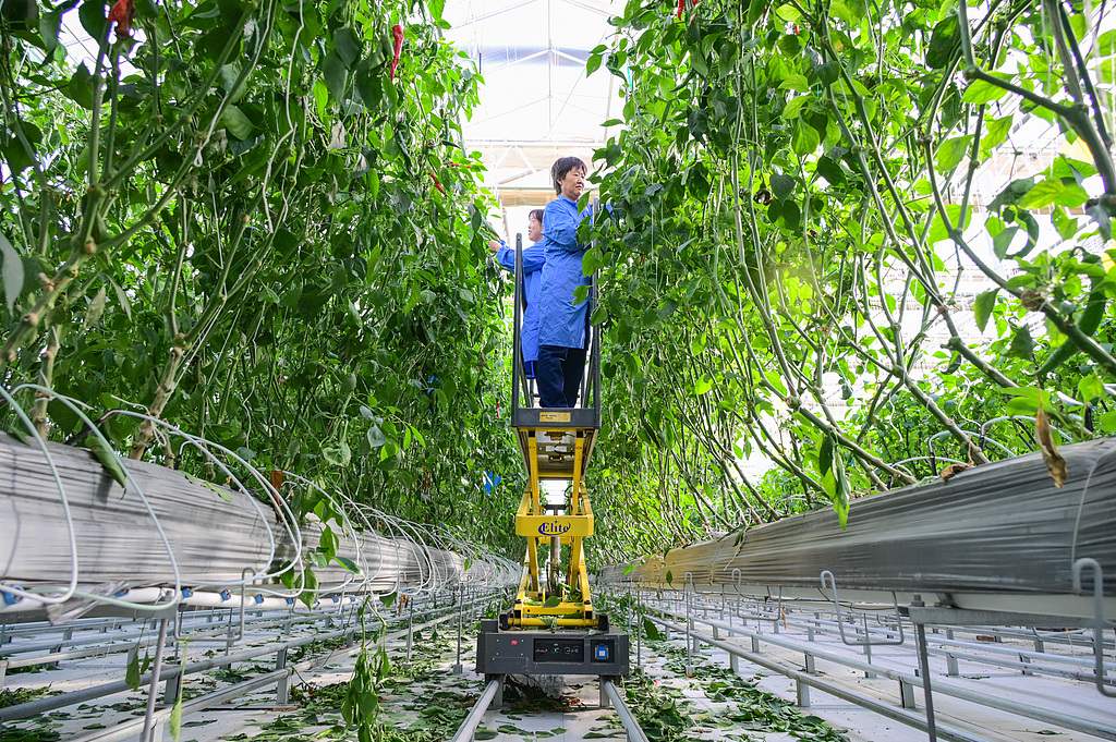 新疆昌吉：工作人员管护蔬菜