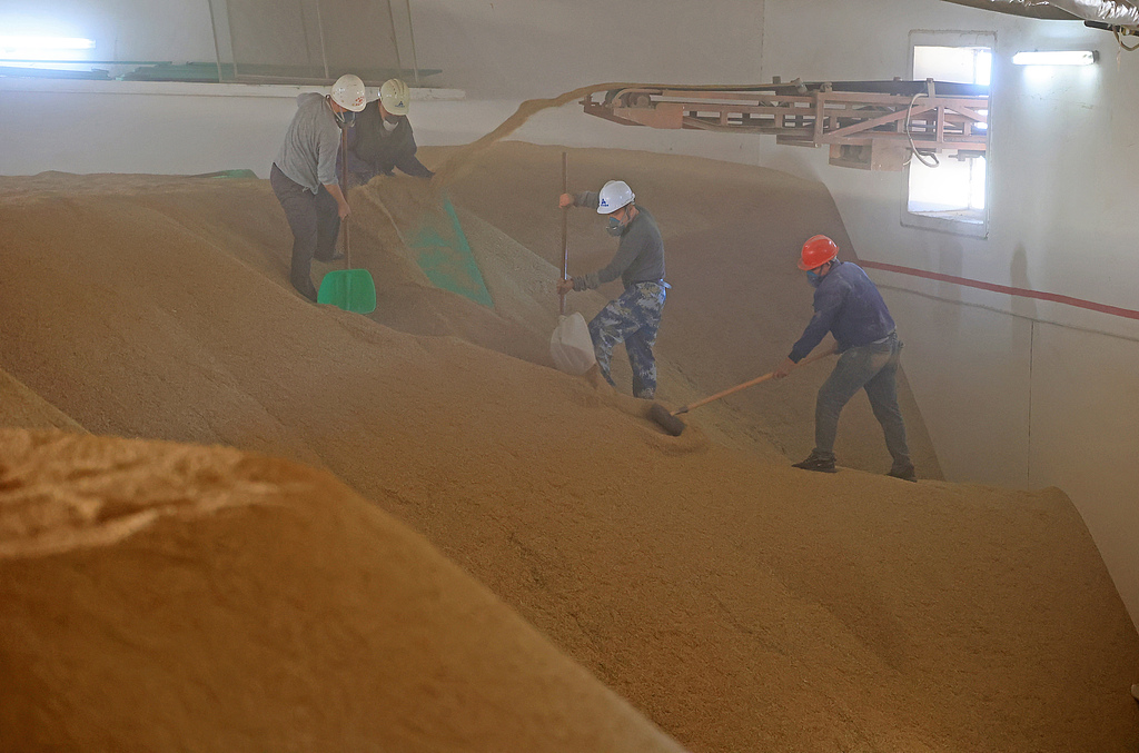 安徽安庆：稻谷经过清选后传送入库