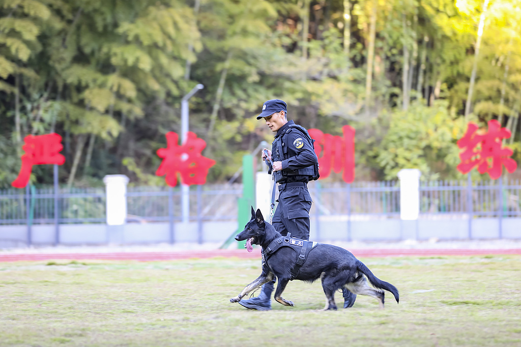 福建南平：冬日警犬训练忙
