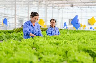 新疆昌吉：工作人员管护蔬菜