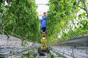 新疆昌吉：工作人员管护蔬菜