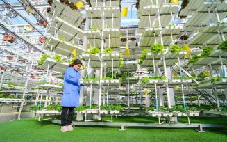 新疆昌吉：工作人员管护蔬菜