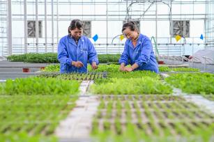 新疆昌吉：工作人员管护蔬菜