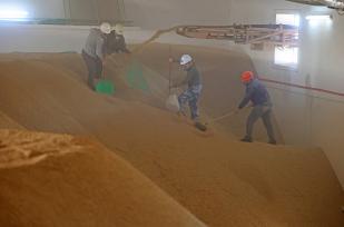 安徽安庆：稻谷经过清选后传送入库