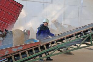 安徽安庆：稻谷经过清选后传送入库