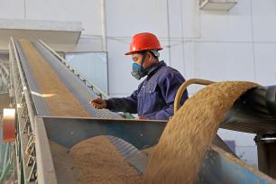 安徽安庆：稻谷经过清选后传送入库