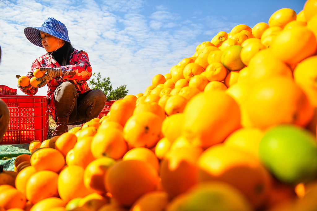 湖南永州：农民分拣、装运脐橙