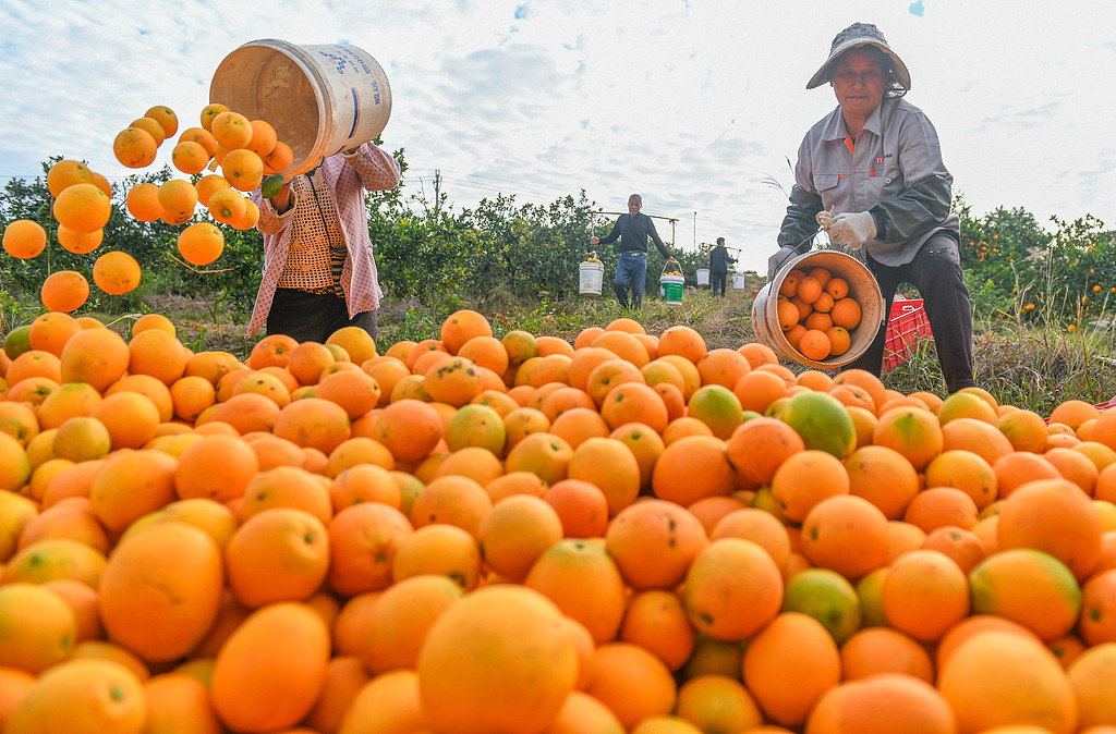 湖南永州：农民分拣、装运脐橙