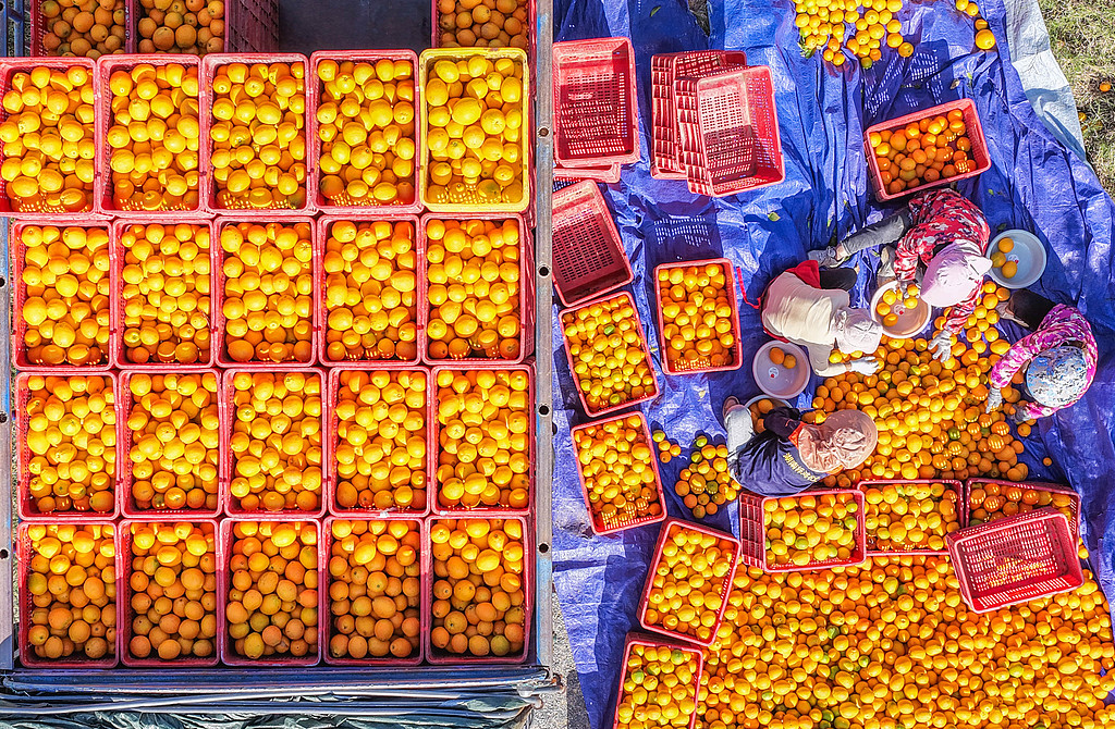 湖南永州：农民分拣、装运脐橙