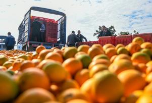 湖南永州：农民分拣、装运脐橙