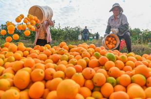 湖南永州：农民分拣、装运脐橙