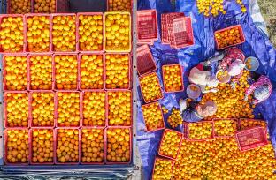 湖南永州：农民分拣、装运脐橙