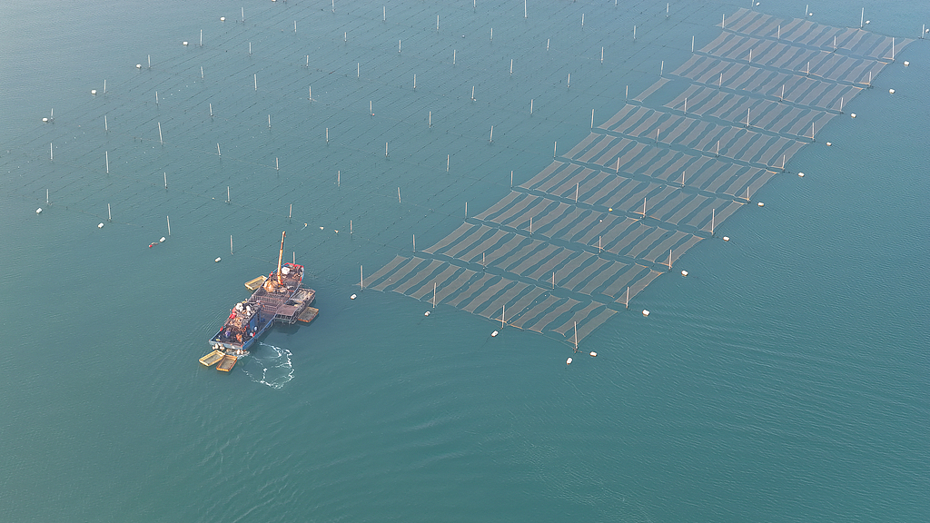 山东日照：渔民进行紫菜养护作业