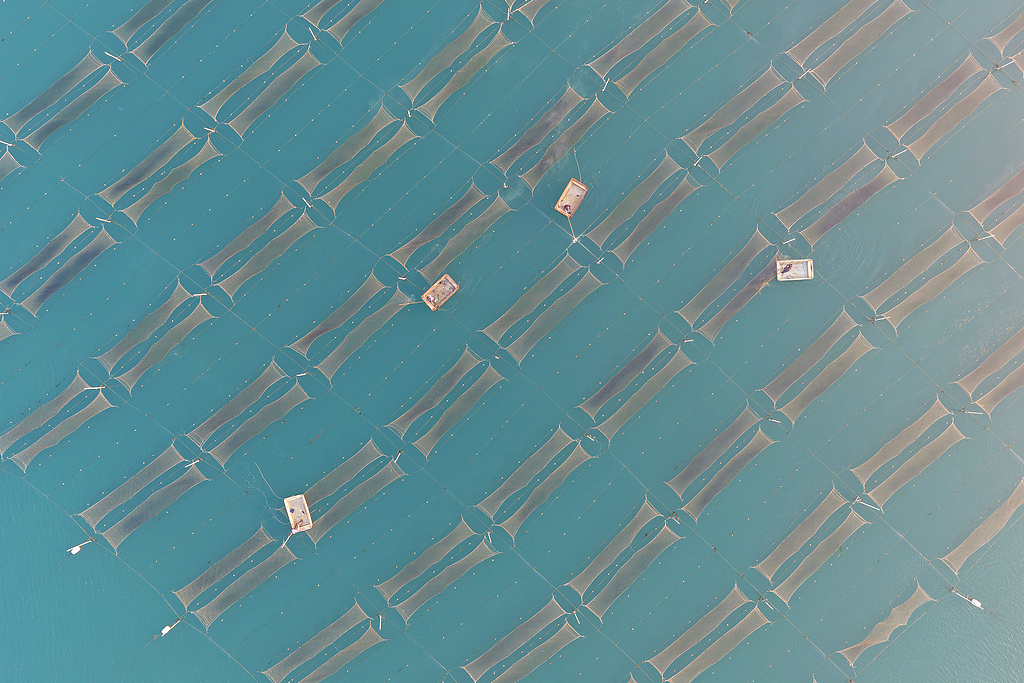 山东日照：渔民进行紫菜养护作业