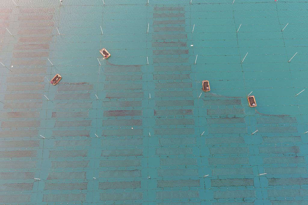 山东日照：渔民进行紫菜养护作业