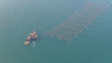 山东日照：渔民进行紫菜养护作业