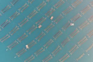 山东日照：渔民进行紫菜养护作业