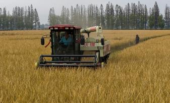 安徽合肥：双季晚稻喜获丰收