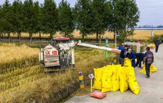 安徽合肥：双季晚稻喜获丰收