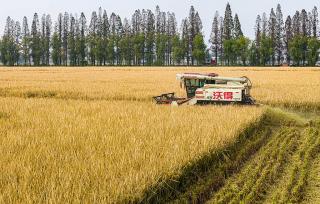 安徽合肥：双季晚稻喜获丰收