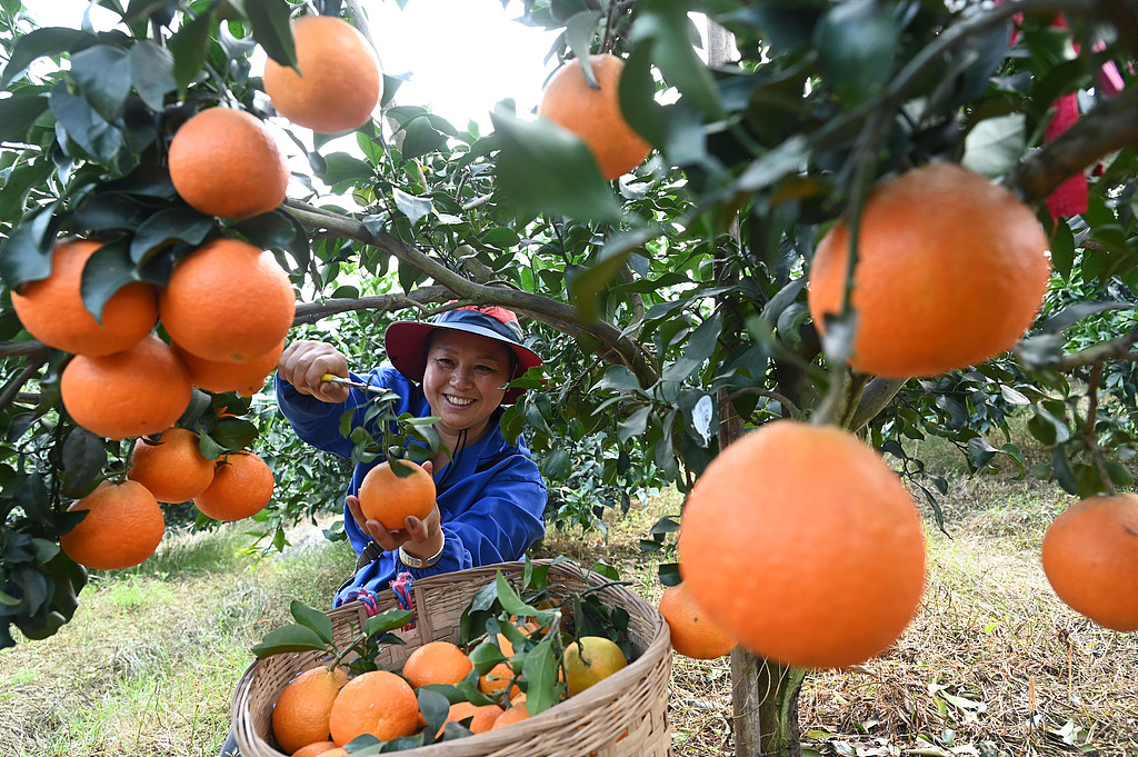 四川内江：村民采摘柑橘供应市场