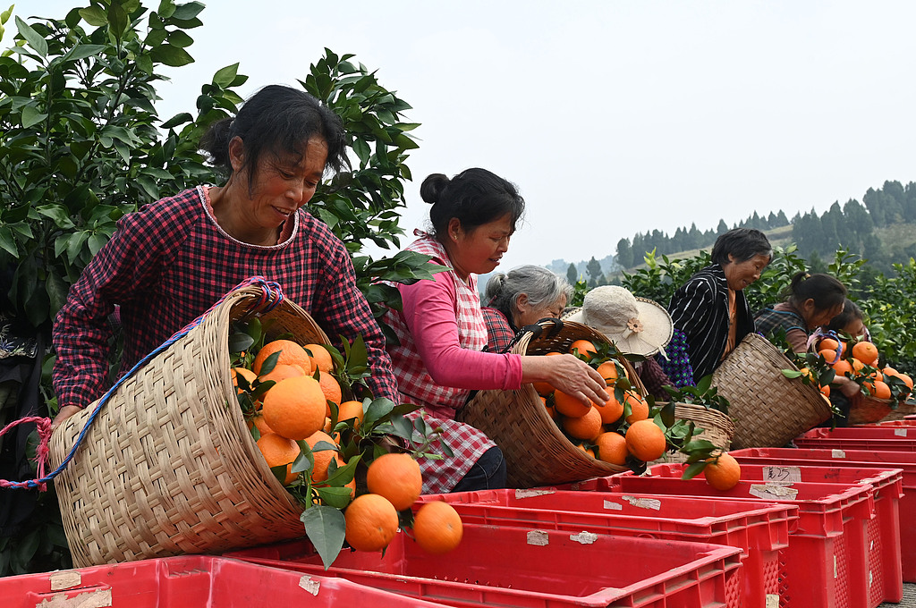 四川内江：村民采摘柑橘供应市场
