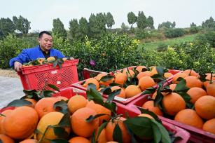 四川内江：村民采摘柑橘供应市场