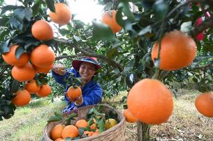 四川内江：村民采摘柑橘供应市场