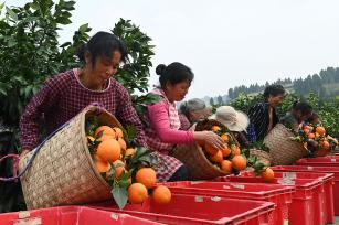 四川内江：村民采摘柑橘供应市场