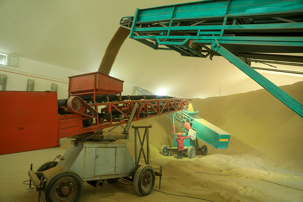 浙江温岭：稻谷沿着传送带进入仓库