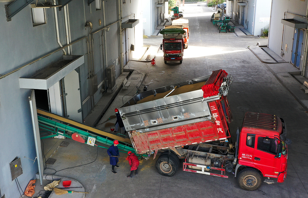 浙江温岭：稻谷沿着传送带进入仓库