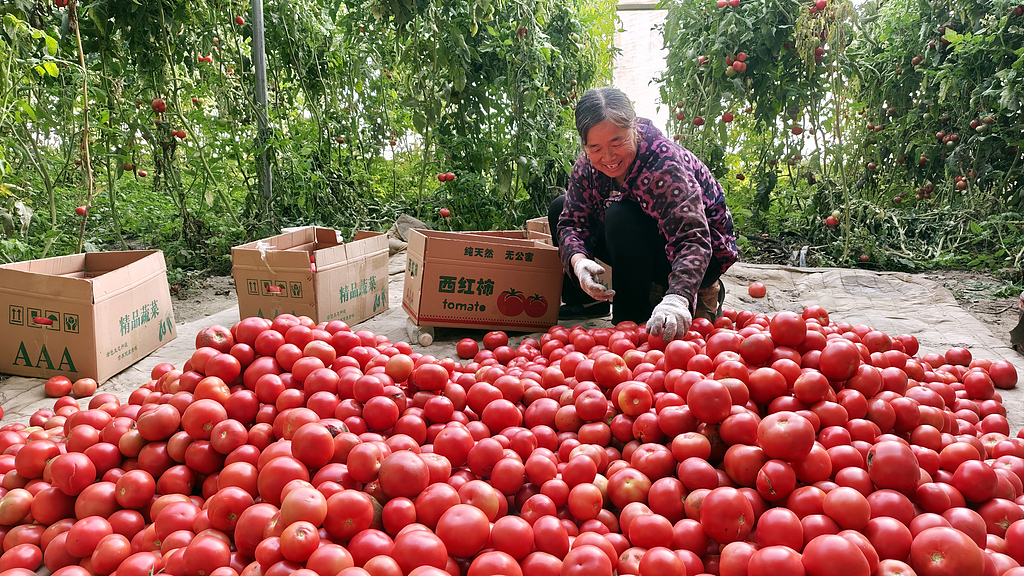 新疆阿克苏：村民忙着包装西红柿