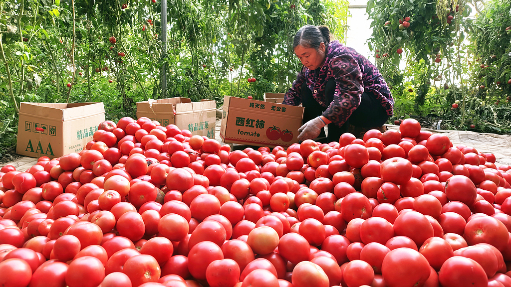 新疆阿克苏：村民忙着包装西红柿