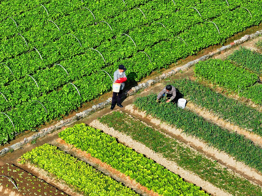 江西吉安：农民管护冬季蔬菜