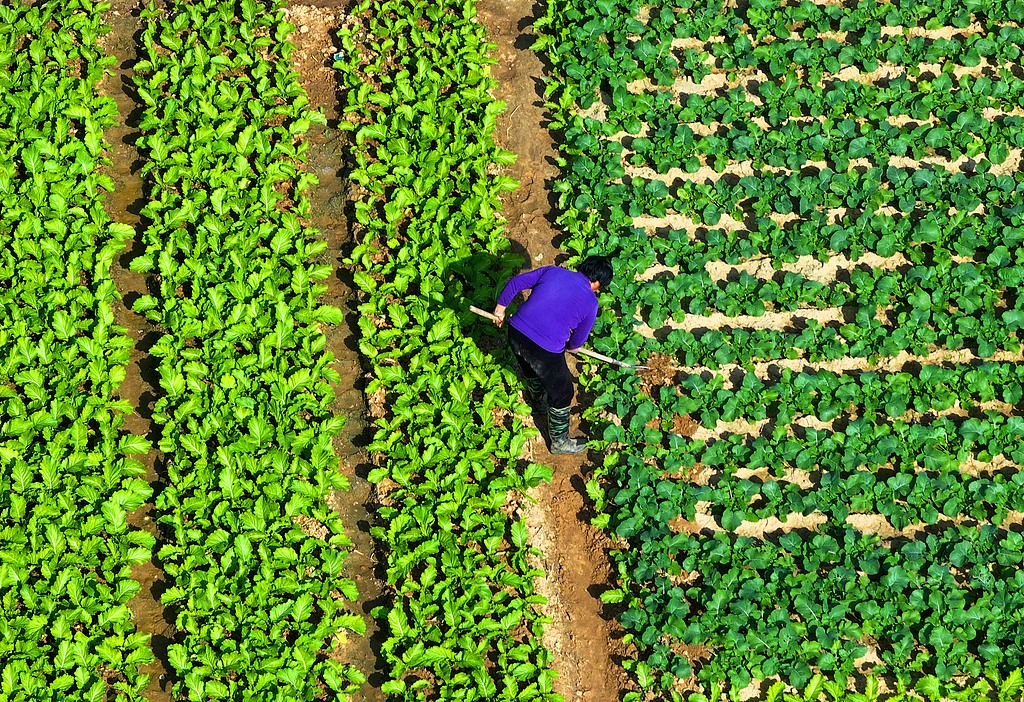 江西吉安：农民管护冬季蔬菜