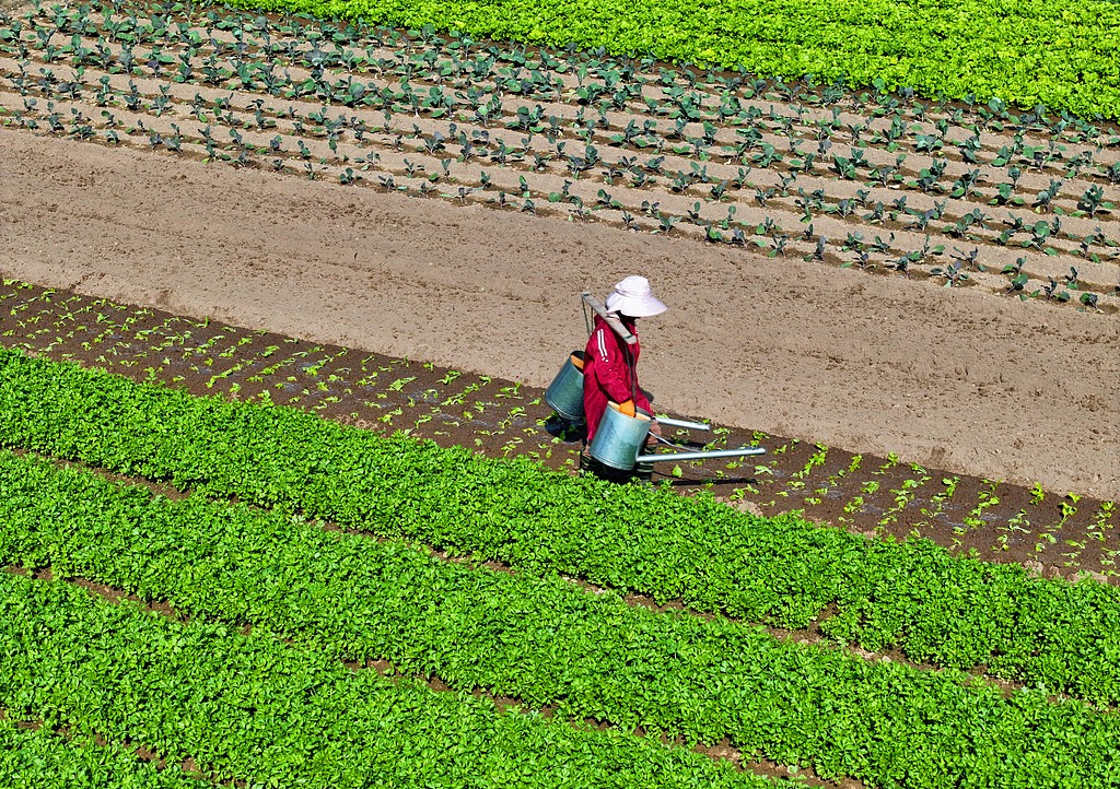 江西吉安：农民管护冬季蔬菜