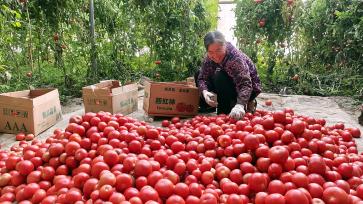 新疆阿克苏：村民忙着包装西红柿