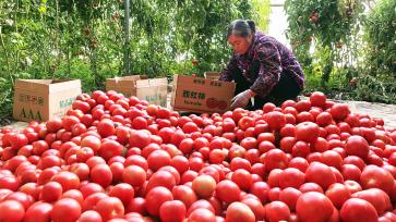 新疆阿克苏：村民忙着包装西红柿