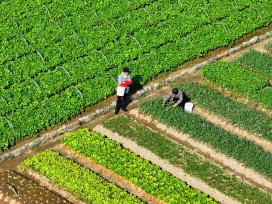 江西吉安：农民管护冬季蔬菜
