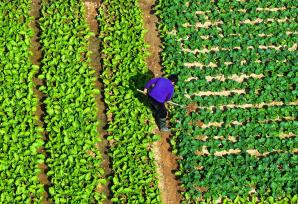 江西吉安：农民管护冬季蔬菜