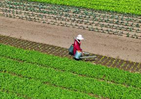 江西吉安：农民管护冬季蔬菜