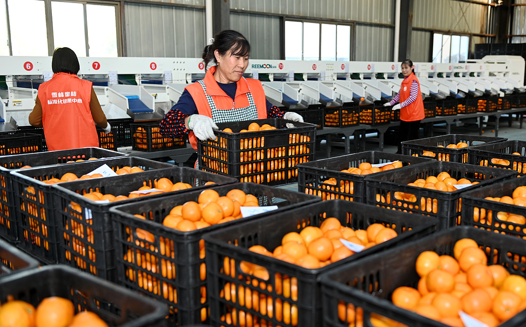 湖南邵阳：工人分选装运柑橘