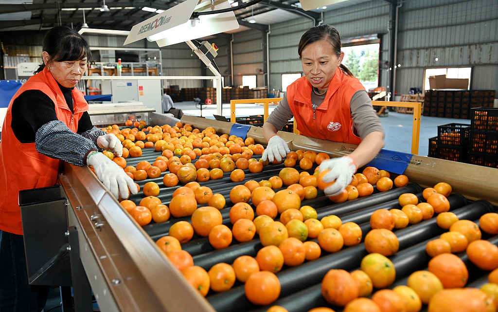 湖南邵阳：工人分选装运柑橘