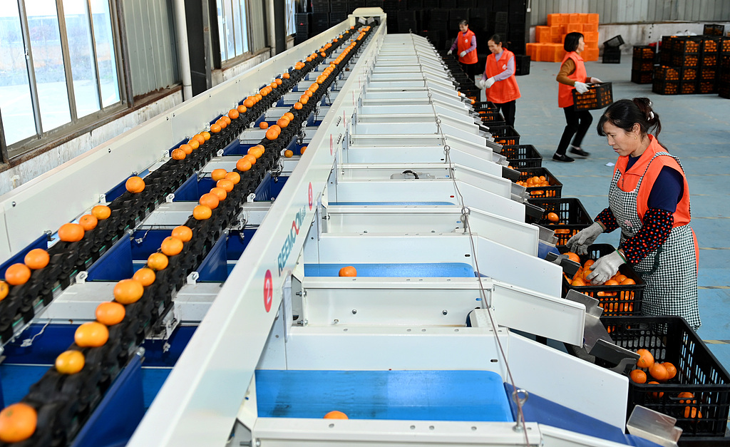 湖南邵阳：工人分选装运柑橘