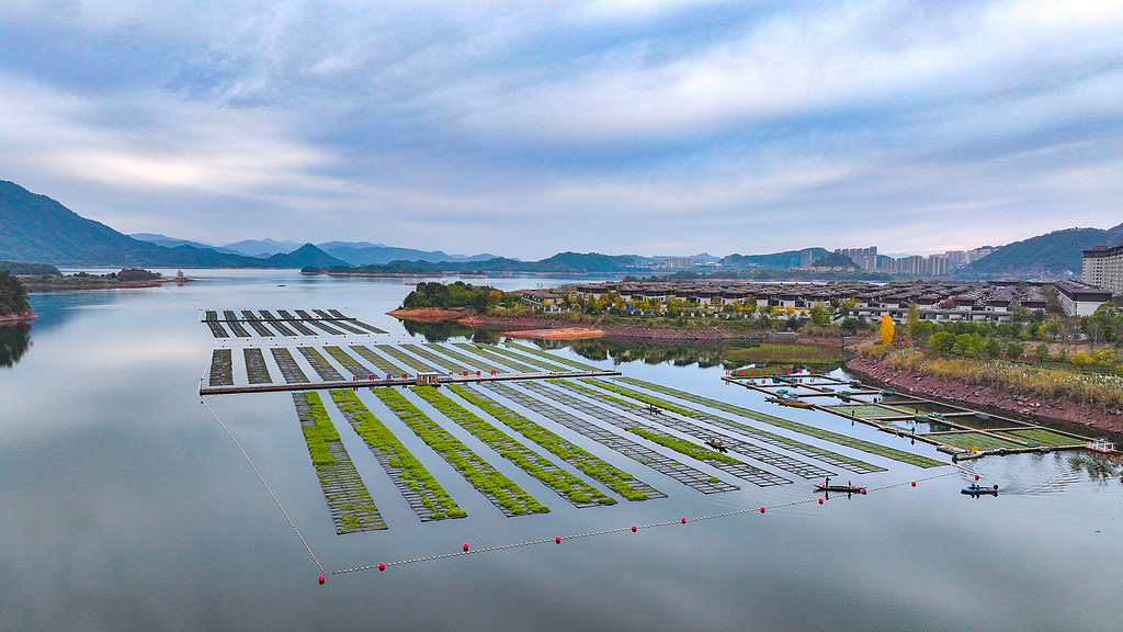 浙江杭州：工作人员换种冬季水上蔬菜