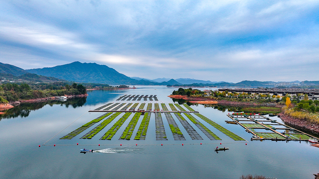 浙江杭州：工作人员换种冬季水上蔬菜