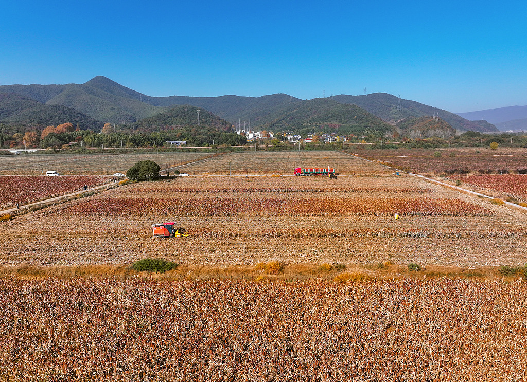 浙江湖州：农户使用机械收割红高粱