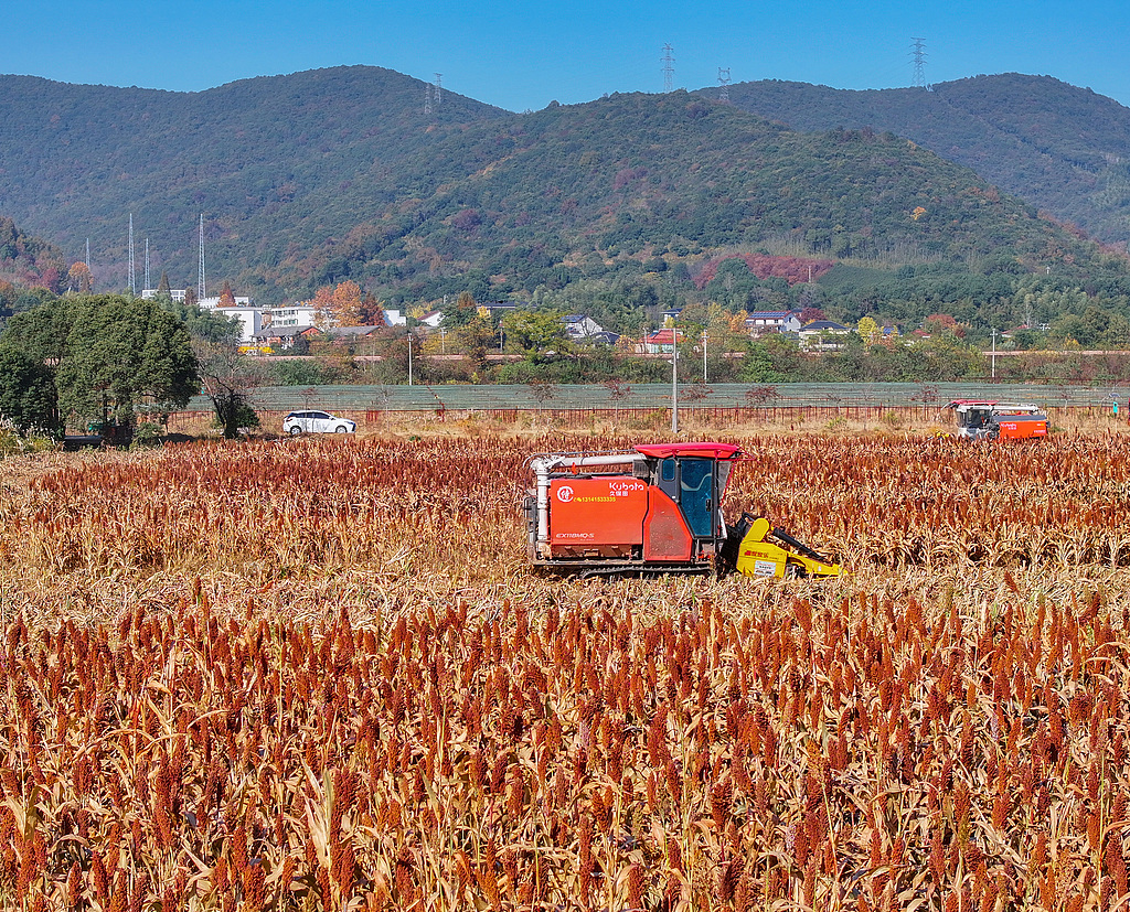 浙江湖州：农户使用机械收割红高粱