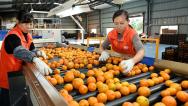 湖南邵阳：工人分选装运柑橘